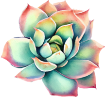 Succulent Watercolor Illustration png