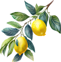 citron frukt akvarell illustration png