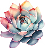 Succulent Watercolor Illustration png