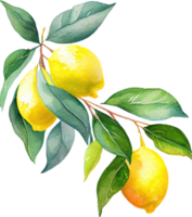 zitronenfrucht-aquarellillustration png