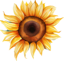 tournesol aquarelle illustration png