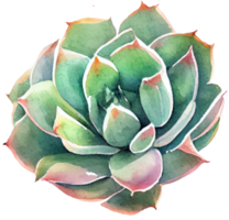 Succulent Watercolor Illustration png