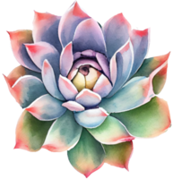 Succulent Watercolor Illustration png