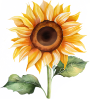 girasol acuarela ilustración png