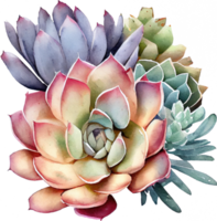 Succulent Watercolor Illustration png