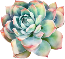 Succulent Watercolor Illustration png