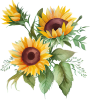 girasol acuarela ilustración png