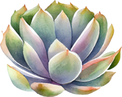 succulent aquarelle illustration png