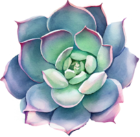 succulent aquarelle illustration png