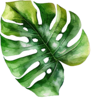 ilustração em aquarela de folha de monstera png