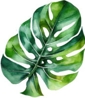 ilustración de acuarela de hoja de monstera png