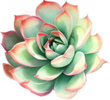 succulent aquarelle illustration png