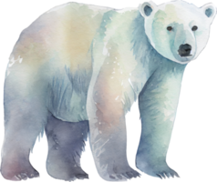 polaire ours aquarelle png