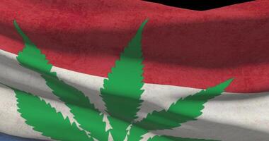 Nederland nationaal vlag met hennep blad. wettelijk toestand van medisch marihuana in land. regering en thc. sociaal kwestie, politiek, crimineel en wet nieuws over onkruid video