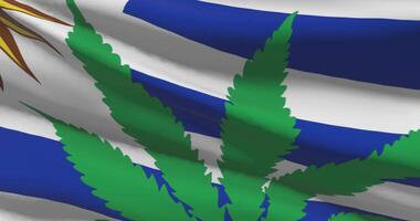 Uruguay national flag with cannabis leaf. Legal status of medical marijuana in country. Government and THC. Social issue, politics, criminal and law news about weed video