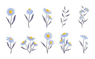 Collection of delicate daisies, on a white background vector