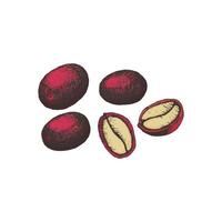 Vector illustration of coffee berries whole and in a cut in an engraved style in color. Red coffee fruits, ripe. Packaging design and cafe menu