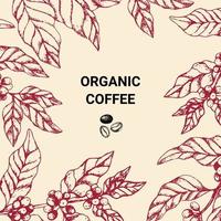 Hand drawn vintage coffee frame. Template for Organic coffee shop. Red Coffee tree with berries in engraved style. Concept for packaging cosmetic, label, banner, poster or branding. vector