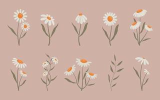 Collection of delicate flowers, vector illustration