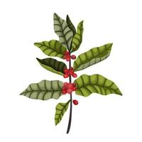 aislar en un blanco antecedentes vertical rama de un café árbol con bayas y hojas en un dibujos animados estilo. oscuro verde hojas y rojo café bayas para embalaje y publicidad diseño. vector