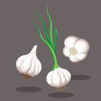 Different Angles of White Garlic with Root and Leaves Vector Illustration