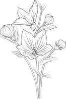 Cute flower coloring pages, Bellflower drawing, Creeping bellflower drawing, Hand drawn botanical spring elements bouquet of bellflower line art coloring page, easy flower drawing. vector