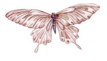 acuarela vistoso mariposas, aislado ilustración mariposa. linda mano pintado hada cuento ilustración para saludo tarjetas, huellas dactilares, enviar tarjetas . png