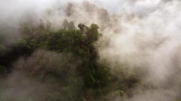 Mañana soleado brumoso bajo nube terminado el selva video