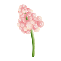 Watercolor flower, Hand-drawn illustration, Spring season png