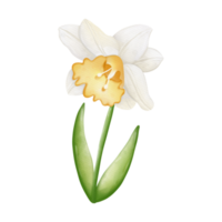 aquarelle fleur, dessiné à la main illustration, printemps saison png