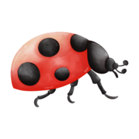 Watercolor single ladybug insect animal, Spring Season illustration Element png