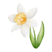 Aquarell Blume, handgemalt Illustration, Frühling Jahreszeit png