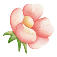 Watercolor flower, Hand-drawn illustration, Spring season png