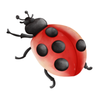 acquerello singolo coccinella insetto animale, primavera stagione illustrazione elemento png