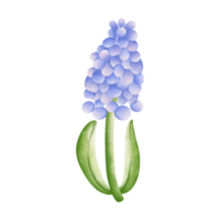 vattenfärg blomma, ritad för hand illustration, vår säsong png