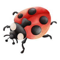 acquerello singolo coccinella insetto animale, primavera stagione illustrazione elemento png