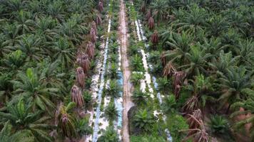 Aerial fly over the young oil palm tree video