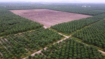 aéreo mosca hacia el seco cultivado tierra claro video