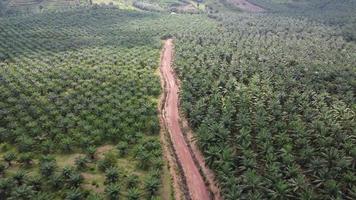 Drone shot red clay path at oil palm plantation video