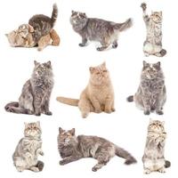 Cats on white background photo