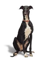 Greyhound dog on white background photo