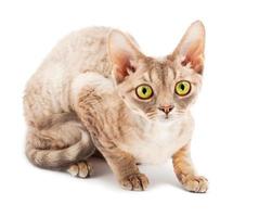 Cat Devon Rex photo