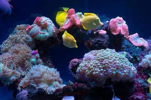 Bright fish swim in the aquarium photo