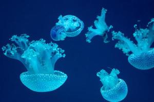 Group of jellyfish in the aquarium photo