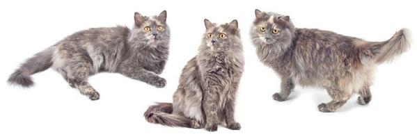 Grey cats on white background photo