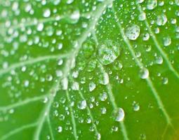 Drops on a leaf photo