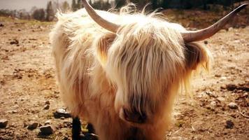 Scottish cattle breed video