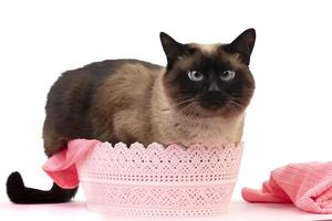 Beautiful funny cat in a pink basket on a white background. photo