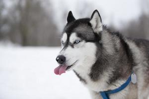 Husky dog in the winter forest for a walk. photo