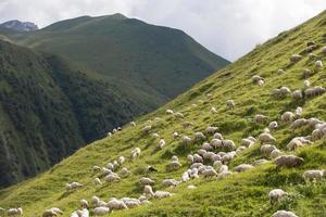 Herds of sheep graze on the slopes of the mountains. photo